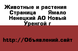  Животные и растения - Страница 21 . Ямало-Ненецкий АО,Новый Уренгой г.